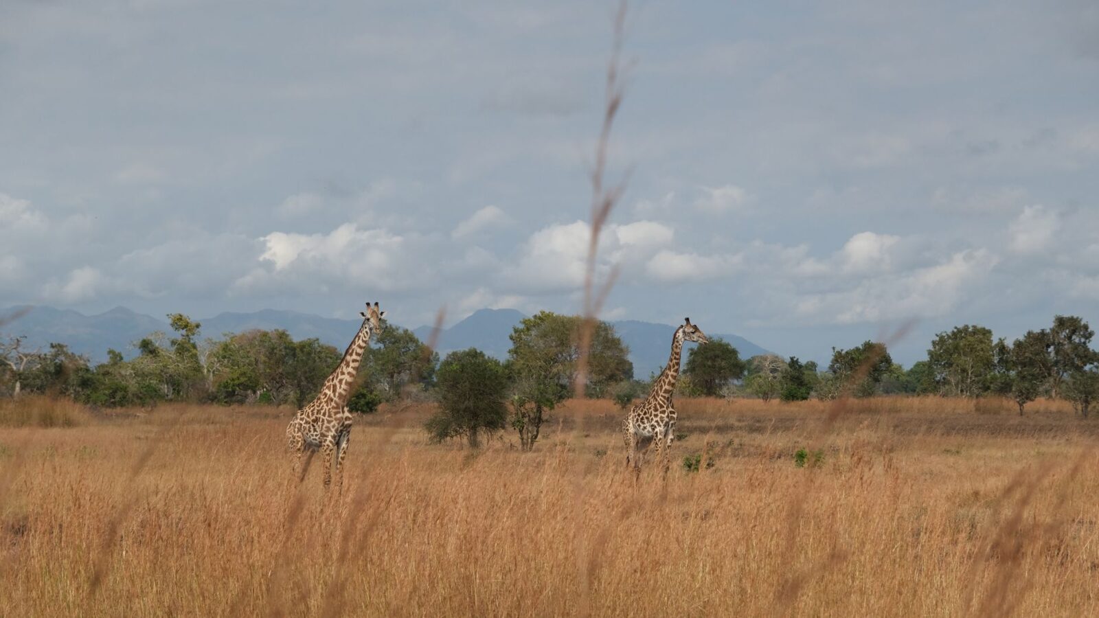 Two giraffes roam the grassy savanna in Morogoro, Tanzania under a bright sky.