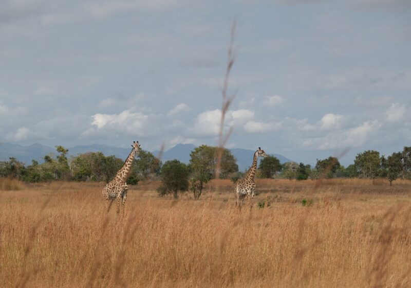 Two giraffes roam the grassy savanna in Morogoro, Tanzania under a bright sky.